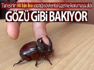 Boynuzlu gergedan böceğine gözü gibi bakıyor