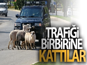 Firar eden kurbanlık koçlar trafiği birbirine kattı