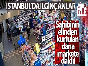 Sahibinin elinden kurtulan dana markete daldı