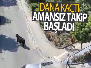 Kurbanlık dana kaçtı, mahalleli kovaladı