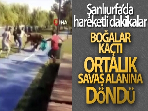 Şanlıurfa'da kaçan boğalar sahibine zor anlar yaşattı