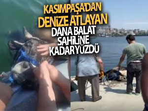 Kasımpaşa'dan denize atlayan kurbanlık dana Balat sahiline kadar yüzdü