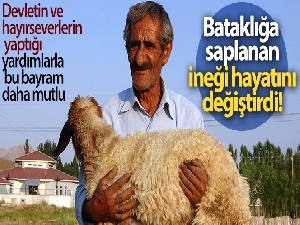 Bataklığa saplanan ineği hayatını değiştirdi