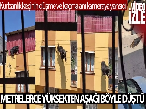 Adana'da kurbanlık keçi çatıdan düştü