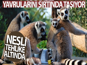 Yavrularını sırtında taşıyan bu nesil tehlike altında