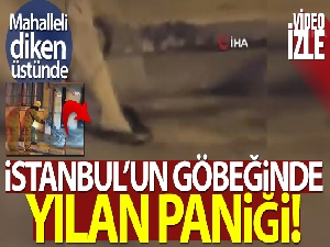 İstanbul'un göbeğinde yılan paniği