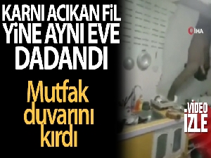 Tayland'da karnı acıkan fil, 1 ay sonra ikinci kez aynı evin mutfak duvarını kırdı