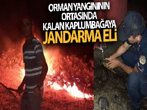 Orman yangınının ortasında kalan kaplumbağaya jandarma eli