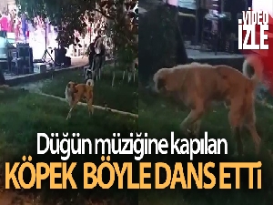 Düğün müziğine kapılan köpek dans etti