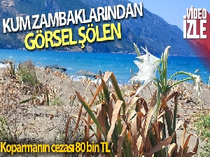 Koruma altındaki kum zambakları çiçek açtı