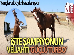 Şampiyonun yavrusu yarışlara böyle hazırlanıyor