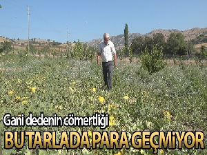 Bu tarlada para geçmiyor