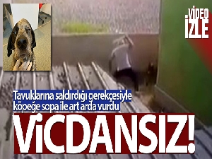 Ataşehir'de gözü dönen saldırgan köpeği sopa ile dövdü