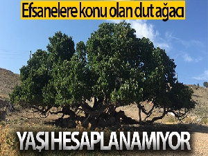 Bu ağacın yaşı hesaplanamıyor