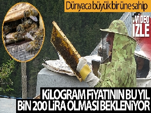 Anzer Balı'nda bal sağımı gerçekleştirildi