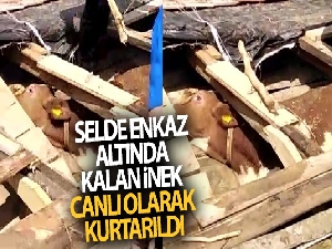 Babaçay'da enkaz altındaki inek canlı olarak kurtarıldı