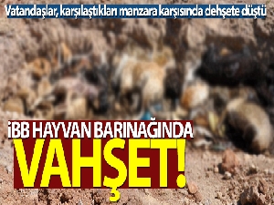 İBB hayvan barınağında vahşet: Telef olmuş onlarca kedi ve köpek toplu mezara koyuldu