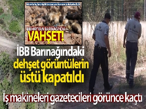 İBB Barınağındaki dehşet görüntülerin üstü kapatıldı, iş makineleri gazetecileri görünce kaçtı