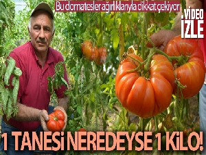 Tanesi ortalama 1 kilo geliyor, bu domatesler ağırlıklarıyla dikkat çekiyor