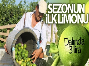 Sezonun ilk limonu dalında 3 lira