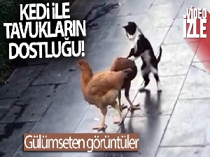 Kedi ile tavukların dostluğu!