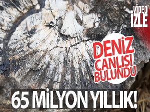 65 milyon yıllık! Kaya parçasında deniz canlısı bulundu