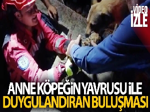 Anne köpeğin yavrusu ile duygulandıran buluşması