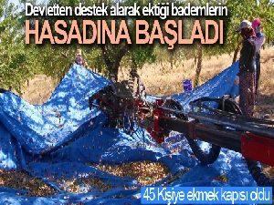 Devletten destek aldı, bin dönüm arazi üzerine ektiği bademlerin hasadına başladı