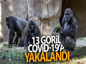 ABD'de hayvanat bahçesindeki 13 goril Covid-19'a yakalandı