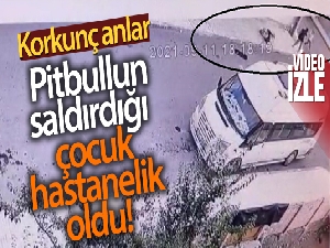 Çorum'da pitbull dehşeti