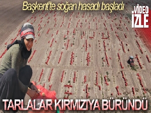 Başkent'te soğan hasadı başladı, tarlalar kırmızıya büründü