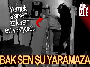 Çekya'da bir köpek, yemek ararken mutfağı ateşe verdi