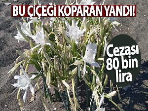 Bu çiçeği koparmanın cezası araba parası