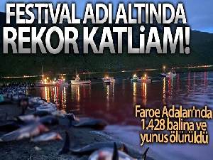 Faroe Adaları'ndaki 'festivalde' bin 428 balina ve yunus öldürüldü