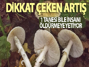 Doğu Karadeniz'de mantar zehirlenmelerinde dikkat çeken artış