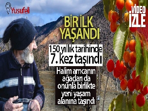 Halim amcanın ağaçları da onunla birlikte yeni yaşam alanına taşındı