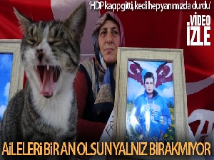 Evlat nöbetinin devam ettiği çadırın kedisi aileleri eylemlerinde yalnız bırakmıyor