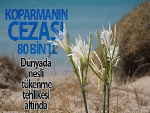Çeşme'deki kum zambakları çiçek açtı: Koparmanın cezası 80 bin TL