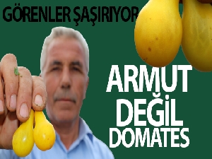 Armut değil domates