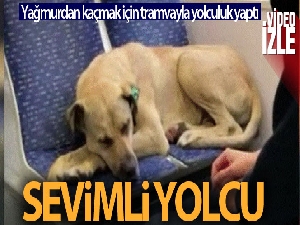 Tramvayda sevimli yolcu