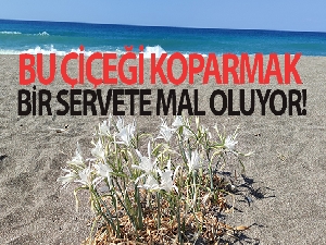 Bu çiçeği koparmak bir servete mal oluyor