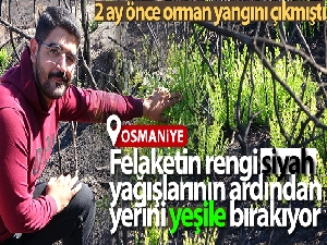 Felaketin rengi siyah, yağışlarının ardından yerini yeşile bırakıyor
