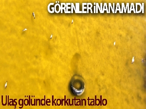 Suyun rengi sarıya döndü, onlarca balık öldü