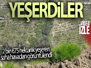 Adana'da yanan ormanlık alan yeşerdi