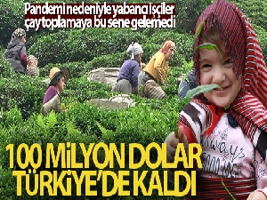 Yabancı uyruklu çay işçileri gelmeyince 100 Milyon Dolar Türkiye'de kaldı