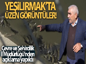 Yeşilırmak'ta üzen görüntüler: Balıklar böyle çırpındı