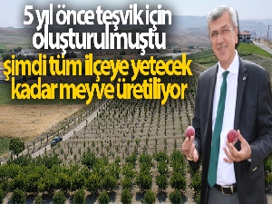 5 yıl önce teşvik için oluşturulmuştu, şimdi tüm ilçeye yetecek kadar meyve üretiliyor