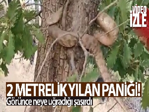 Elazığ'da 2 metrelik yılan paniği! Görünce neye uğradığı şaşırdı