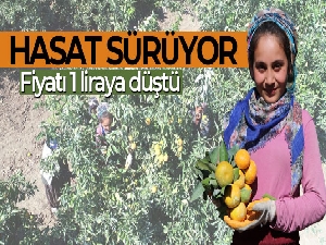 Adana'da mandalina hasadı sürüyor, fiyatı 1 liraya düştü