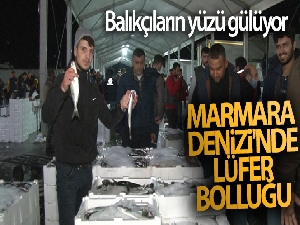 Marmara Denizi'nde lüfer bolluğu balıkçıların yüzünü güldürdü